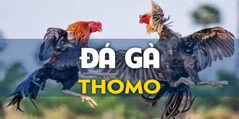 Đá gà Thomo hấp dẫn rinh thưởng khủng