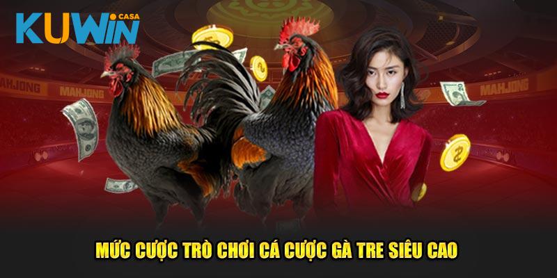 Trải nghiệm cược đá gà đẳng cấp, cuốn hút nhất